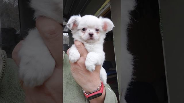 ХАММЕР Цена в видео длинношерстный ПРОДАЖА чихуахуа питомник Кастропуло +79787458062 WhatsApp смотреть онлайн