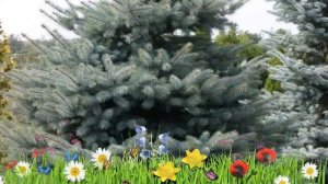 Ель колючая Глаука Экстра ? Обзор: посадка и уход. крупномеры ели: описание и особенности