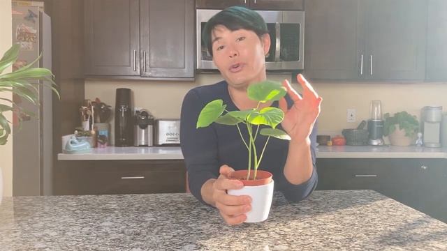 Ficus umbellata 'Umbrella Ficus', 'Giant Heart Leaf Ficus' care смотреть онлайн