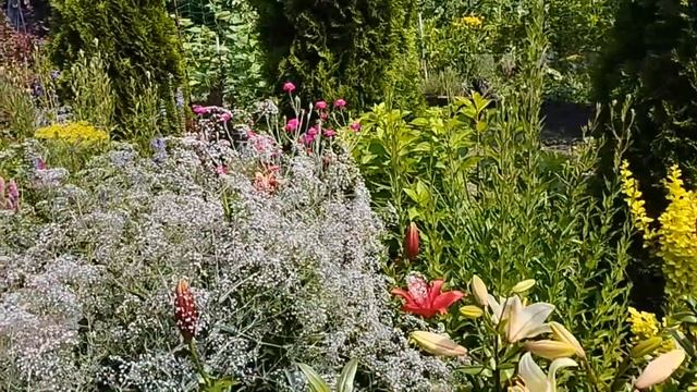 Мой любимый сад 1 июля. Астильба. Роза Шампань Рококо. Юкка. Лилии. смотреть онлайн