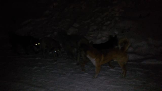 Бродячие собаки в Златоусте смотреть онлайн