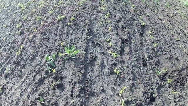 Мой огород Окончание эксперимента прополка кукурузы самодельным ручным культиватором. смотреть онлайн