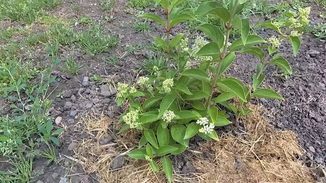 188 ч. ЖИЗНЬ ПОСЛЕ ПЕРЕЕЗДА В ХУТОР. Прохлада на юге - благо смотреть онлайн