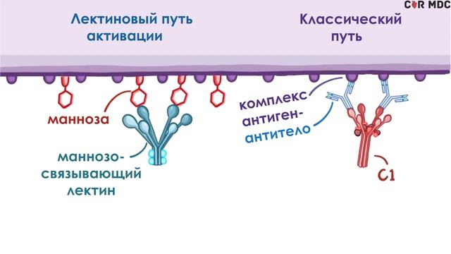 Система комплемента - механизм, составные белки, пути активации смотреть онлайн