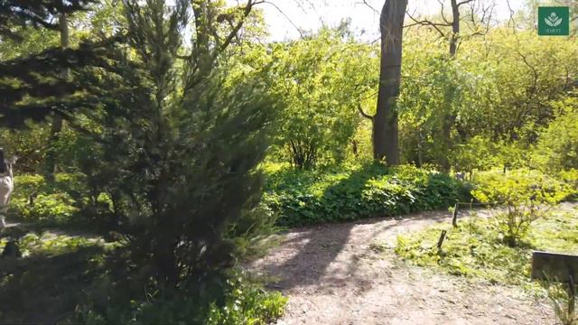 Прогуляемся вместе по Аптекарскому огороду в поисках цветущих магнолий. 23.05.2022 смотреть онлайн