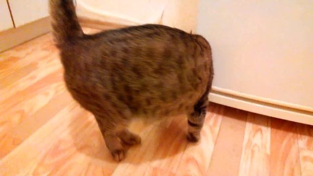 Кошке дали новый корм (супер премиум класса) смотреть онлайн