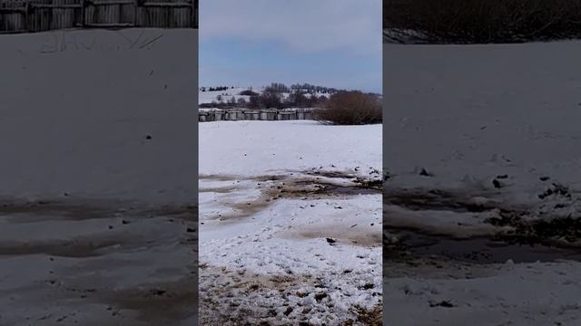 Кабаны в домашних условиях. смотреть онлайн