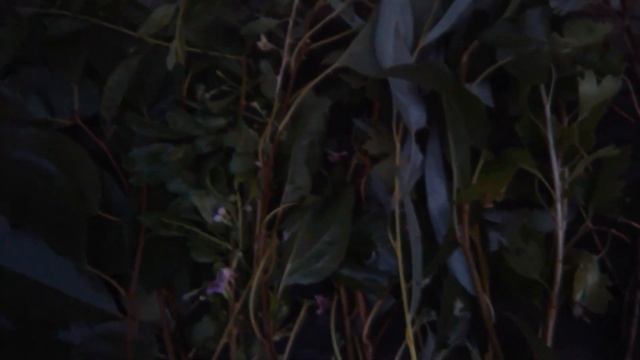 Какие веточки можно попугаю Карелла