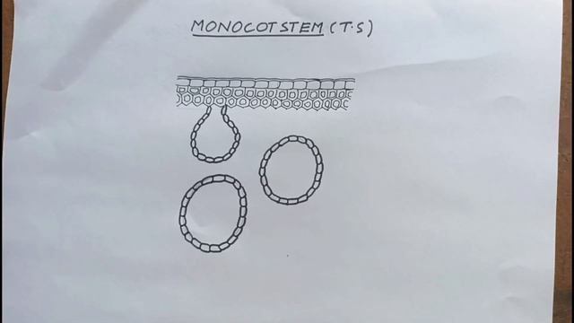 How to draw MONOCOT STEM T.S (sector) diagram very easily???? смотреть онлайн