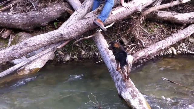 Собака не может перейти реку смотреть онлайн