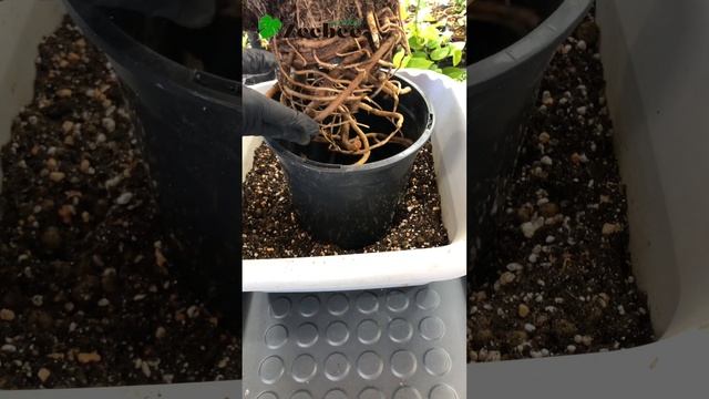 Пересадка Стрелиции Николая смотреть онлайн