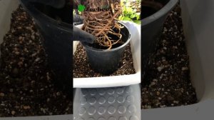 Пересадка Стрелиции Николая