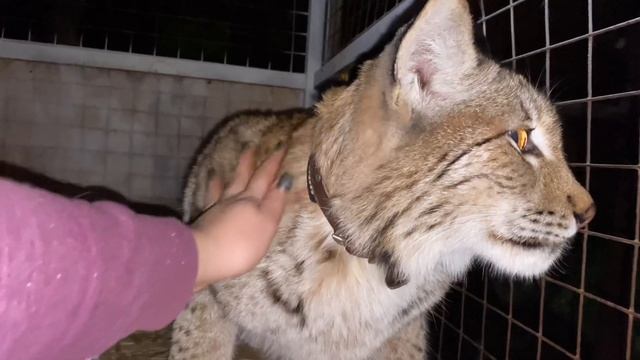 Сытый рысь-щедрый рысь! смотреть онлайн