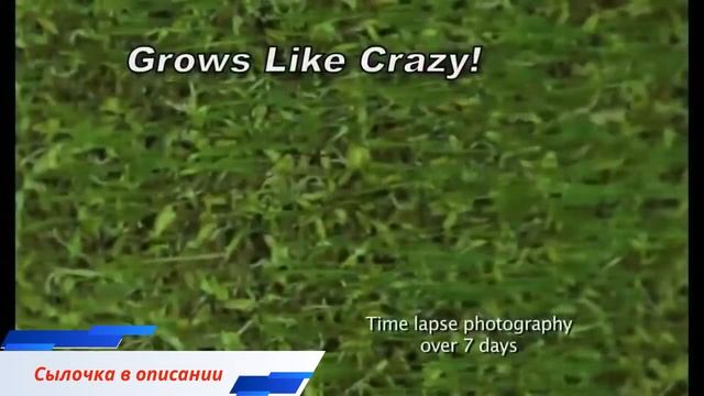 Жидкий Газон AquaGrazz! газон своими руками!газон купить цена! смотреть онлайн