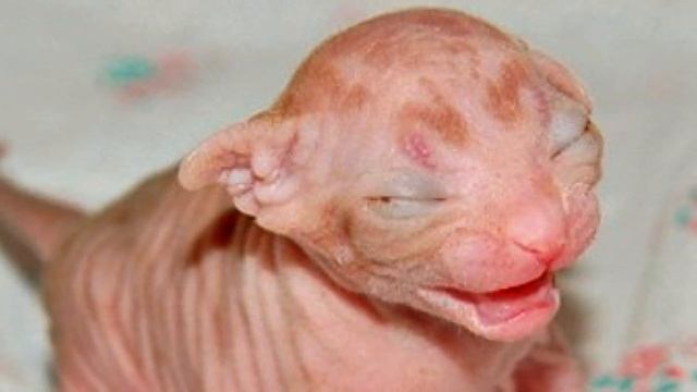 На второй день котёнок породы сфинкс стал резко отличаться от других малышей, хозяева забили тревог смотреть онлайн