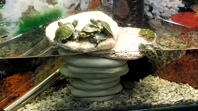 Красноухие черепахи   Описание, содержание и уход