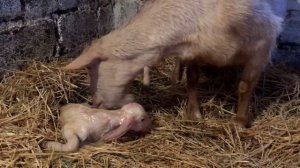 Окот козы. ЧЕТВЕРНЯ! Весна 2019. Goat give birth FOUR babies!