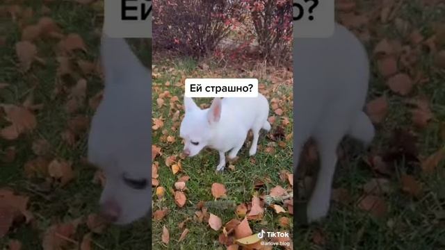 Почему собака трясётся смотреть онлайн