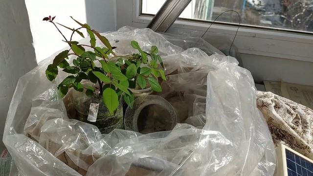 Зимовка ЧЕРЕНКОВ РОЗ на балконе- результат и как мы зимовали. смотреть онлайн