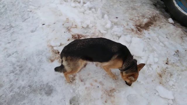 Нашли пропавшего бычка))) смотреть онлайн