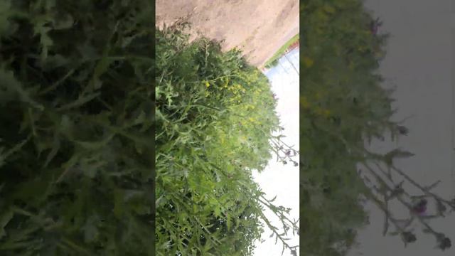 Зоопарк/2 часть смотреть онлайн