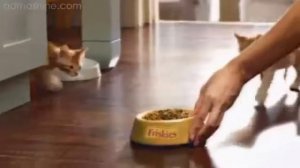 Корм Friskies для котят