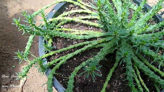 Como fazer mudas da euphorbia flanaganii (Cabeça de Medusa) смотреть онлайн
