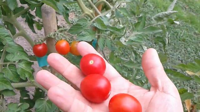 Principe Borghese tomatoes from the garden and drying to preserve. смотреть онлайн