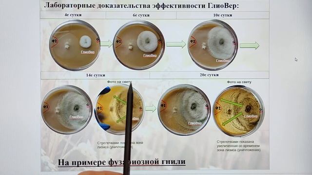 Биопрепарат ГлиоВер для огорода и сада ?? смотреть онлайн