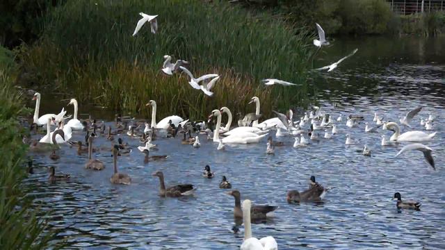 Lurgan Park Filmed with Sony FDR-AX53 смотреть онлайн