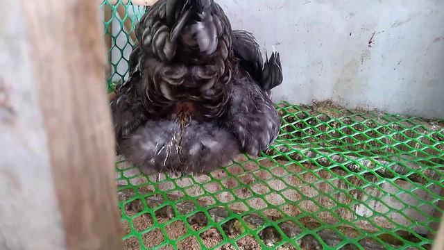 Kan ar an tui (22.9.2022) смотреть онлайн