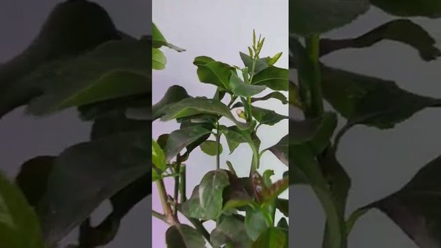 Лимон купить в Воронеже #лимон #лимонкупить #купитьподарокмужчине #подарокна23февраля смотреть онлайн