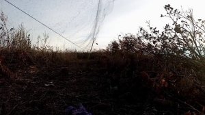 Интрига! ловля щеглов реплов(коноплянок) или чижей?