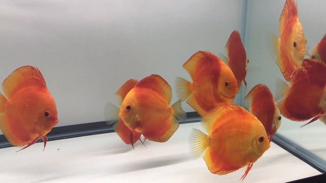 Red Melon and Red Marlboro Discus смотреть онлайн