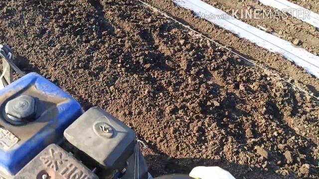 Кукуруза, подготовка участка! смотреть онлайн