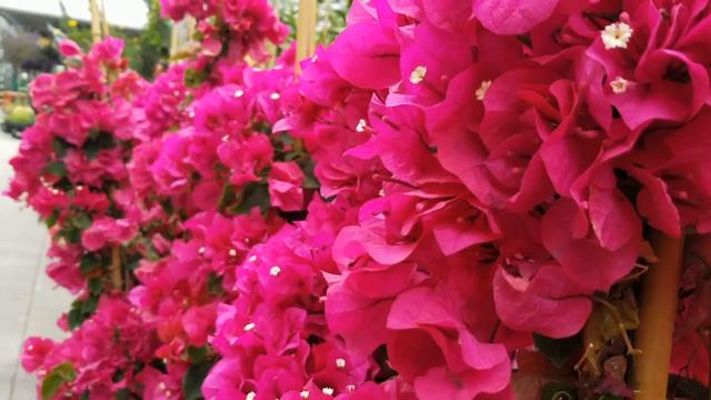Bougainvillea with Beautiful Red Fowers at a Local Store | Music смотреть онлайн