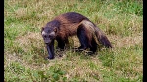 Звуки издаваемые Россомахой..wmv