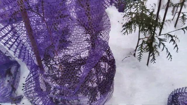 Наряды для туи. Подготовка к зиме 01.12.2022 смотреть онлайн