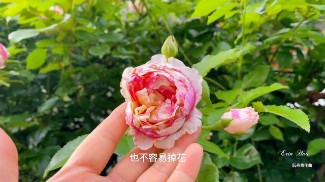 這一款夏季最能見人❗️我家最美的絞紋包子花形品種！#馬內#馬奈#エドゥアールマネ#二番花#EdouardManet смотреть онлайн