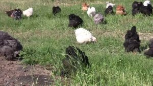 Гуковские куры - орпингтон, кохинхин, брама - породистый молодняк и взрослые птицы