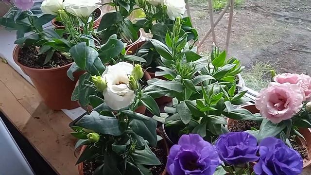 Эустома комнатная, пышно расцвела. смотреть онлайн
