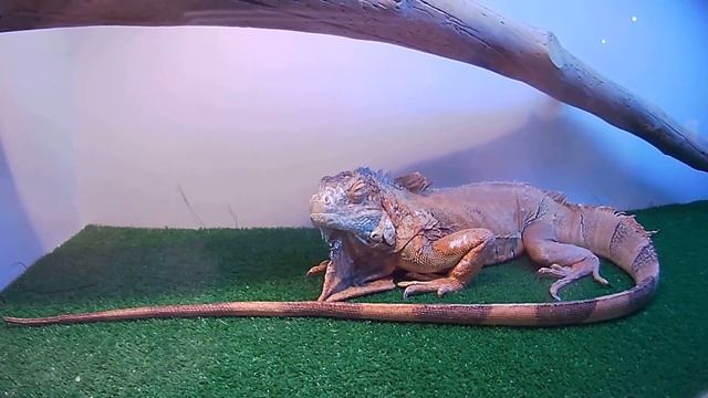 домашние рептилии, Игуана обыкновенная смотреть онлайн