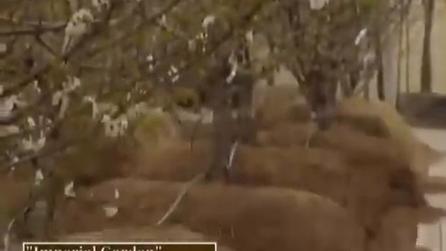 Все на дачу  посадка яблони