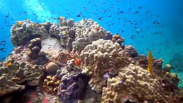 Aquarium 4K VIDEO (ULTRA HD) 🐠 Sea Animals With Relaxing Music - Rare & Colorful Sea Life Video смотреть онлайн