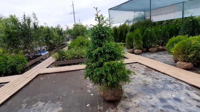 Ель Сербская, 140-160 см смотреть онлайн