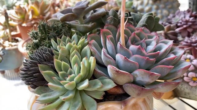 Why do we need to cut BLOOM STALKS! смотреть онлайн