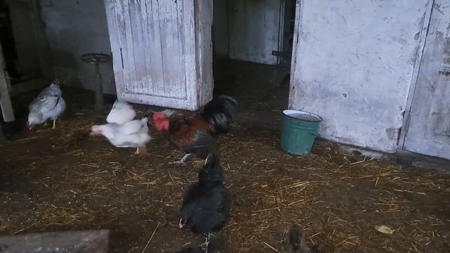 ЯКІ В МЕНЕ КУРИ ТА КАЧКИ. ПОРОДИ ТА РІЗНОПОРОДНІ. ОГЛЯД ПТИЦІ. ПЛЮСИ ТА МІНУСИ, ПОРІВННЯ КУРЕЙ смотреть онлайн