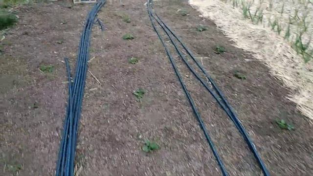 ✓1008. Как растёт клубника сорт Купчиха. смотреть онлайн