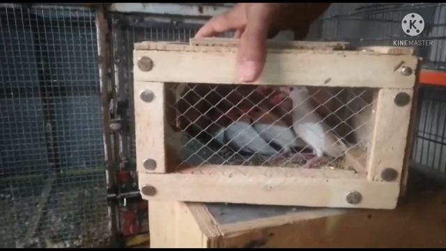 Waite Java Caloni Start | New entry best waiet Java Caloni |@ahbirdscare3805 смотреть онлайн