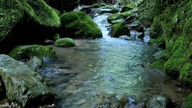 Peaceful forest sound in the mountains, gentle sounds of birds and water, calm the mind, inner peac смотреть онлайн